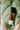 Head Herbal Roller .35oz